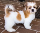 �t��ata shih tzu