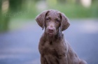 Chesapeake bay retriever s PP(jako hn�d� labrador)