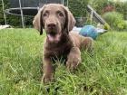 Chesapeake bay retriever s PP(jako hn�d� labrador)