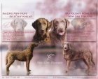 Chesapeake bay retriever s PP(jako hn�d� labrador)