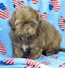 Rozko�n� �t���tka shih-tzu