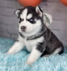 Prod�m �t��ata sibi�sk�ho huskyho s kr�sn�ma modr�ma o�ima.