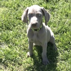 �t��ata v�marsk�ch oha�� na prodej