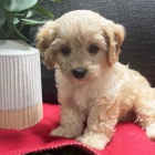 Prod�m �t��ata Cavapoo.