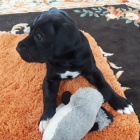 Prod�m �t��ata n�meck� dogy