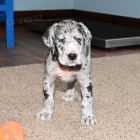 Prod�m �t��ata n�meck� dogy