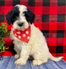 �t��ata portugalsk�ho vodn�ho psa k adopci