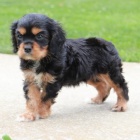 Prod�m �t��ata kaval�r King Charles �pan�l.