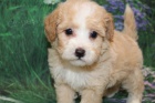 Prod�m �t��ata Maltipoo.