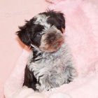 Prod�m �t��ata mal�ho kn�ra�e.