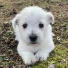 Prod�m �t��ata West Highland White Terriers