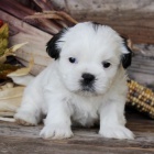 Prod�m �t��ata SHIH TZU