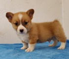 Prod�m �t��ata Pembroke Welsh Corgi.