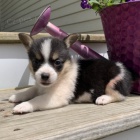 Prod�m �t��ata Pembroke Welsh Corgi.