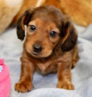 Prod�m zdrav� �t��ata dlouhosrst�ch trpasli��ch jezev��k�