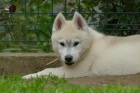 sibi�sk� husky KR�SN� �t�n�