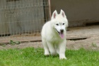 sibi�sk� husky KR�SN� �t�n�
