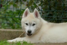 sibi�sk� husky KR�SN� �t�n�