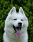 sibi�sk� husky KR�SN� �t�n�
