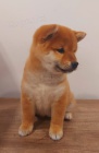 Shiba Inu �t��ata