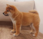 Shiba Inu �t��ata