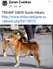 Shiba Inu �t��ata