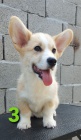 Vel�sk� Corgi �t��ata