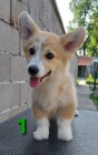 Vel�sk� Corgi �t��ata