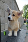 Vel�sk� Corgi �t��ata