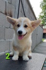 Vel�sk� Corgi �t��ata