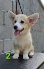 Vel�sk� Corgi �t��ata