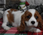 Prod�m �t��ata Cavalier king charles