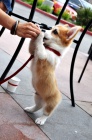 Prod�m �t��ata Corgi