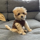 Prod�m �t��ata Maltipoo