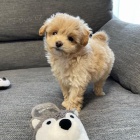 Prod�m �t��ata Maltipoo
