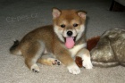 �t�n� Red Shiba Inu k adopci