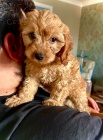 Rozko�n� �t��ata F1 Cavapoo.