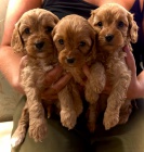 Rozko�n� �t��ata F1 Cavapoo.