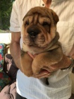 Prod�m zdrav� �t��ata o�kovan� shar-pei.