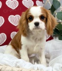 Prod�m �t��ata mini Cavalier King Charles Spaniel.