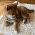 Prod�m �t��ata shiba inu