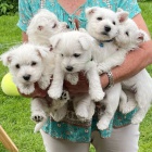 Prod�m mini mini �t��ata West Highland White Terriers