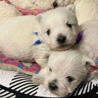 Prod�m mini mini �t��ata West Highland White Terriers
