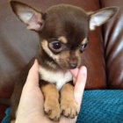 Prod�m MINI �t��ata �ivavy