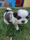 Prod�m �t��ata SHIH TZU