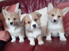 Prod�m �t��ata Pembroke Welsh Corgi.