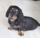 Dlouhosrst� �t��ata miniaturn�ho jezev��ka