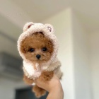 Prod�m �t��ata mini toy pudla