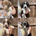 �t��ata n�meck�ho kr�tkosrst�ho oha�e