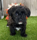 zdrav� �t��ata Havana na prodej.